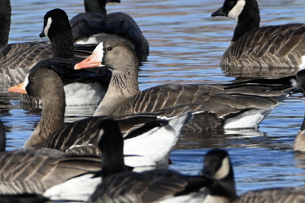 Greater White-fronted Goose - ML614166502