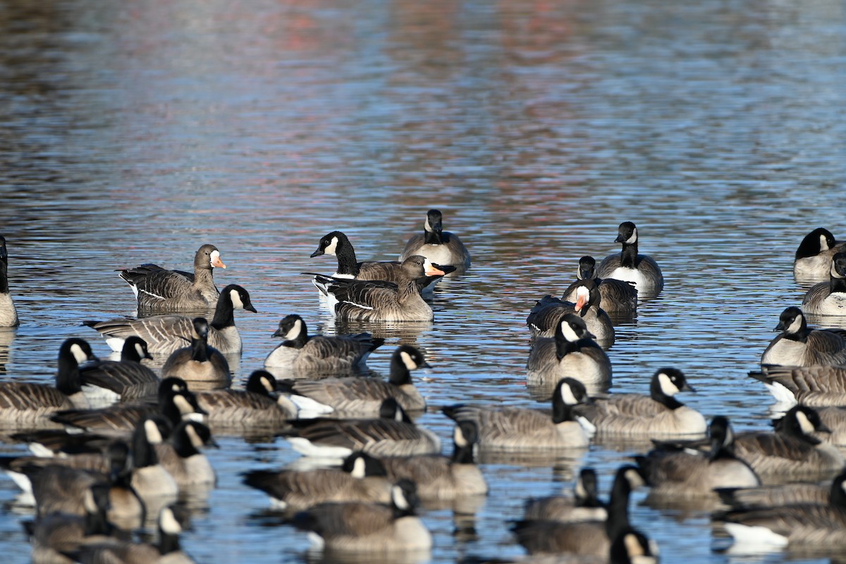 Greater White-fronted Goose - ML614166503