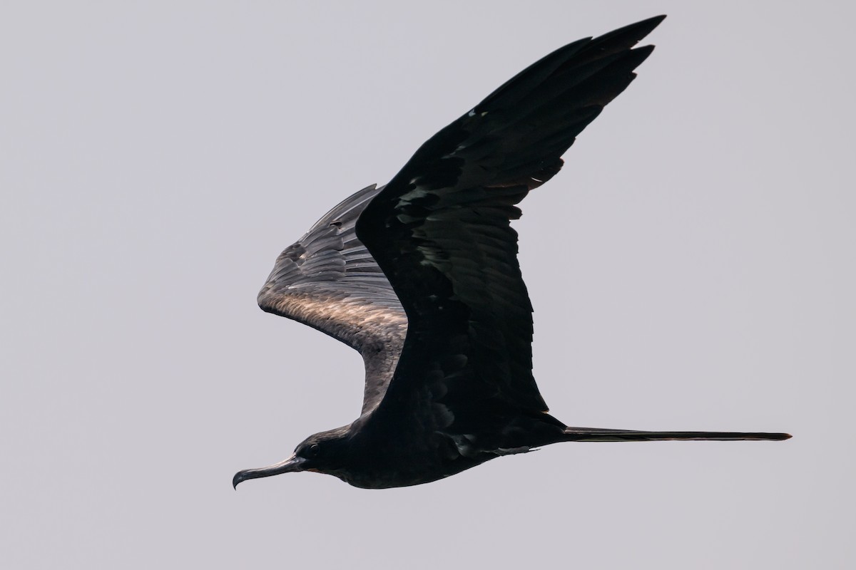 Great Frigatebird - Stephen Davies