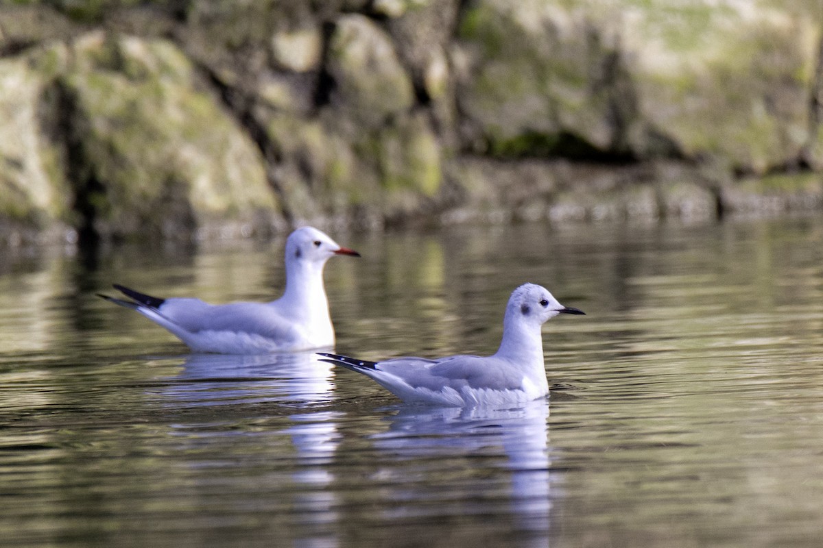 Bonaparte's Gull - Javier Hernández Cabello