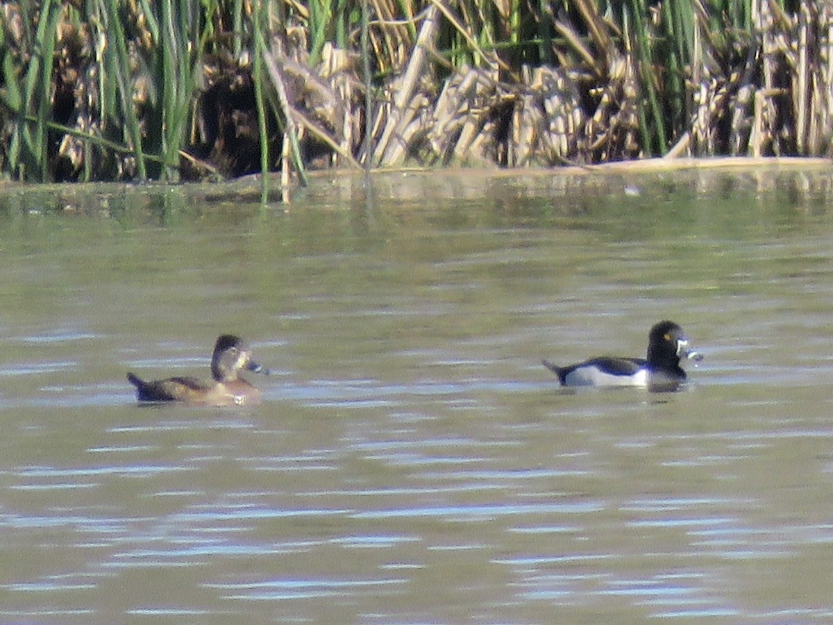 Ring-necked Duck - ML614166699