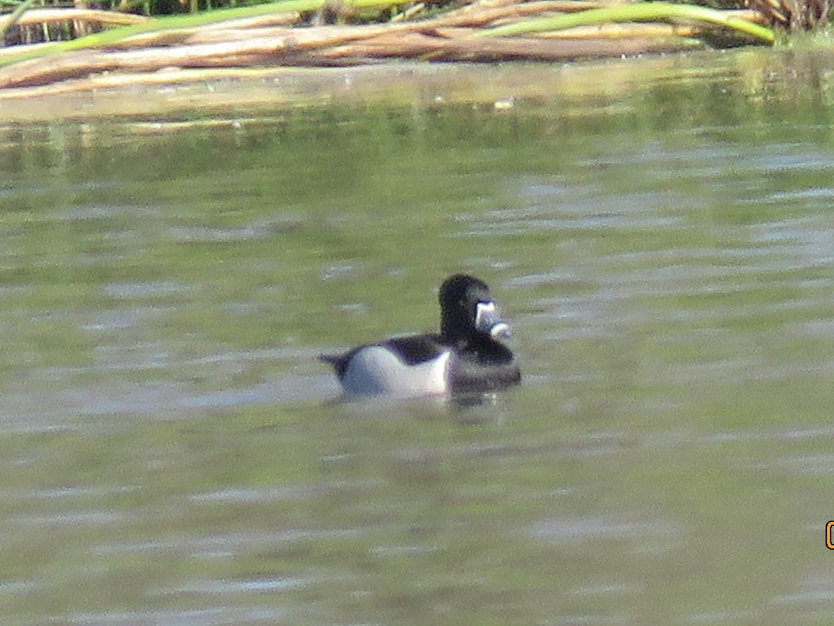 Ring-necked Duck - ML614166701