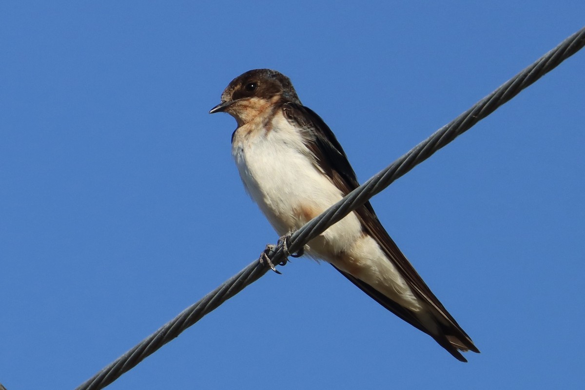 Barn Swallow - ML614166706