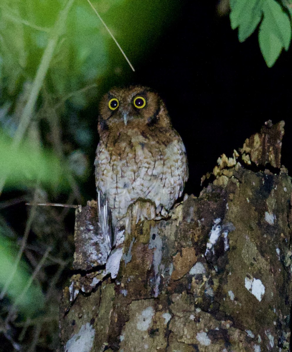 Black-capped Screech-Owl - ML614166847