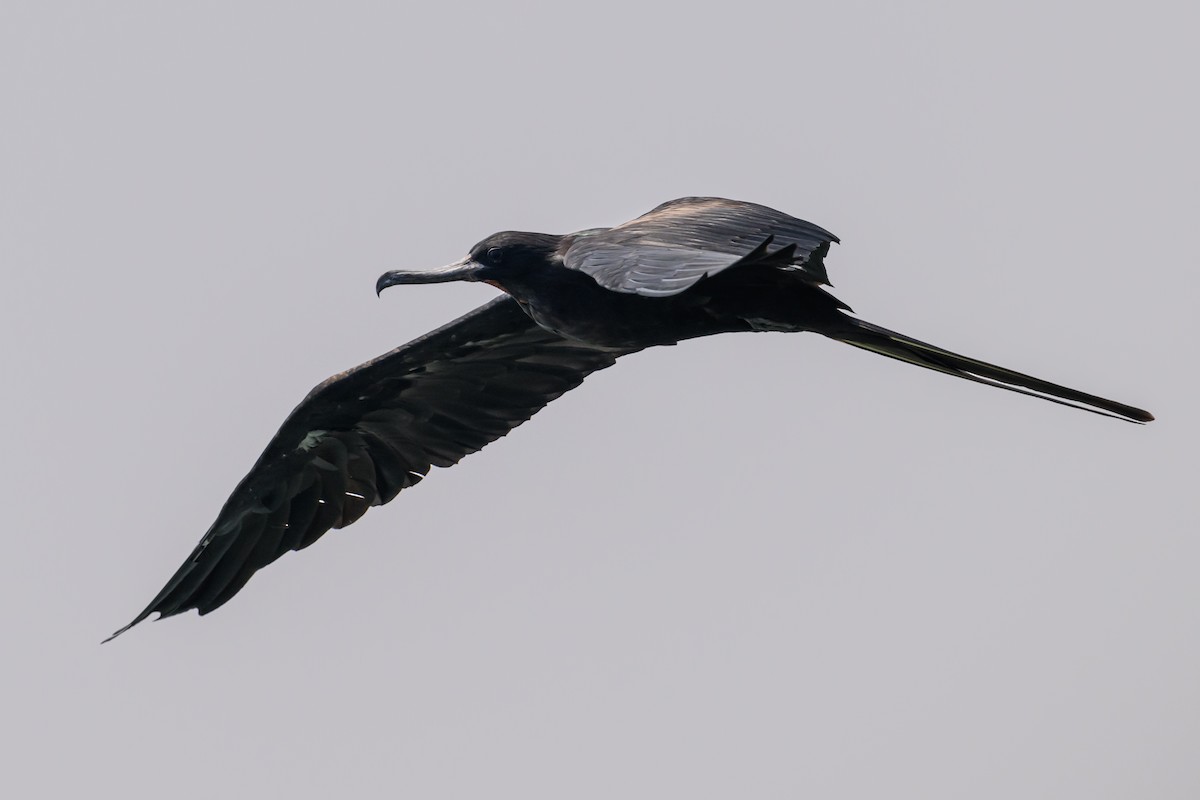 Great Frigatebird - ML614166859