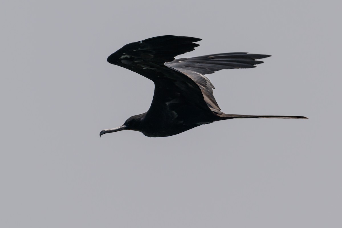 Great Frigatebird - ML614166860