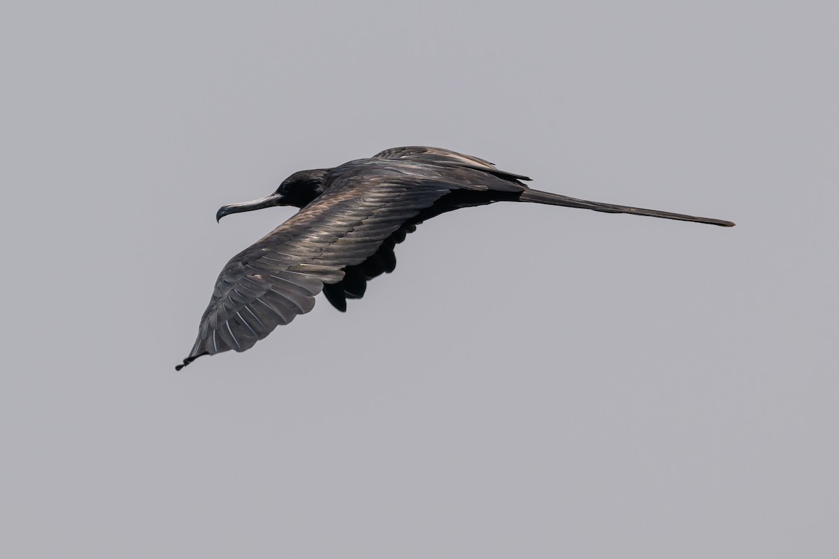 Great Frigatebird - ML614166861