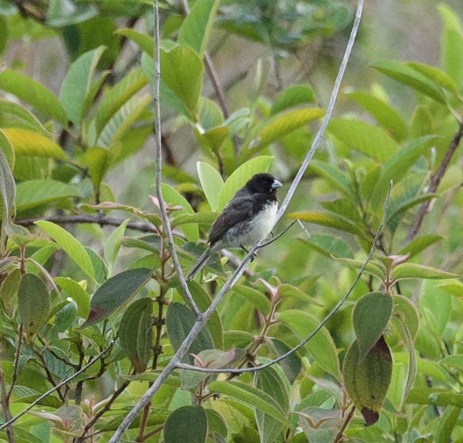 Dubois's Seedeater - ML614166907