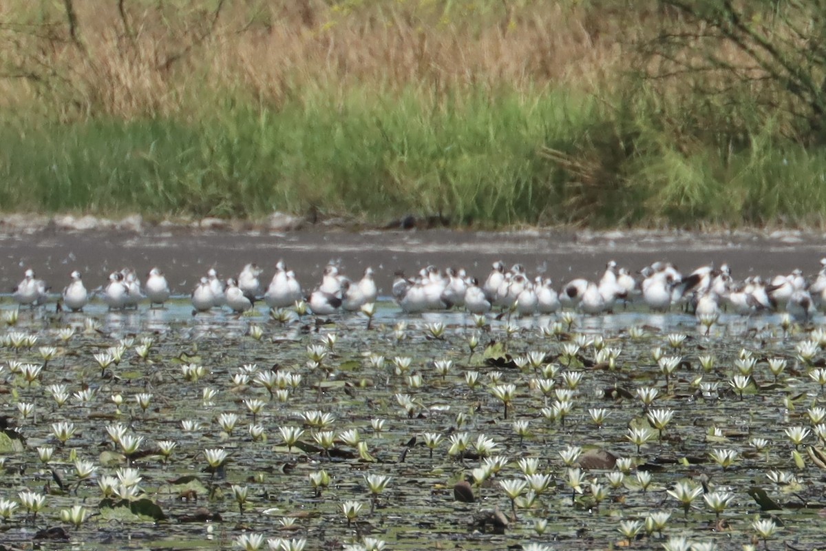 Franklin's Gull - John van Dort