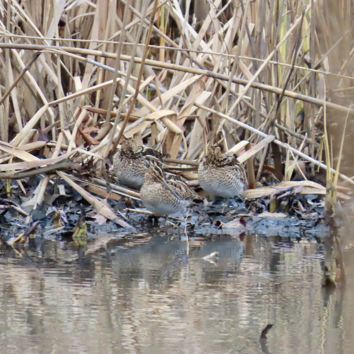 Wilson's Snipe - ML614167172