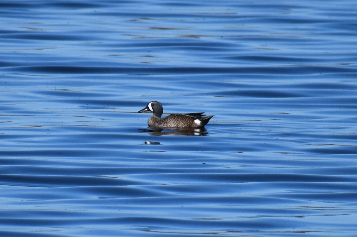 Blue-winged Teal - ML614167247