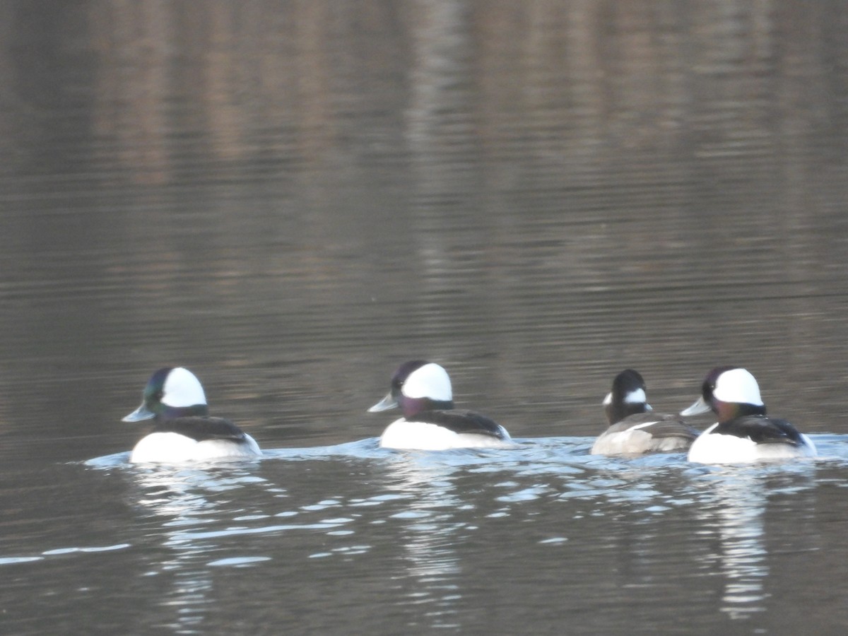 Bufflehead - Maddie  Pearson