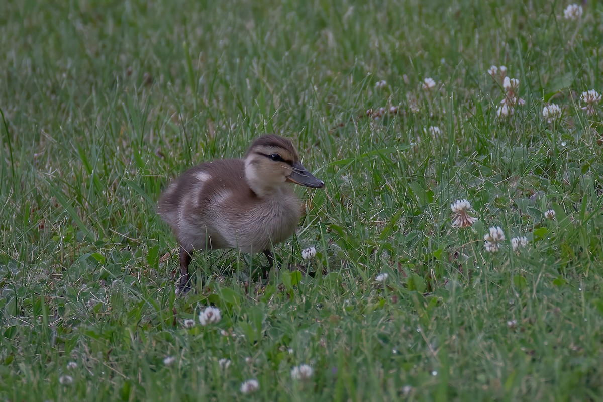 マガモ - ML614167254