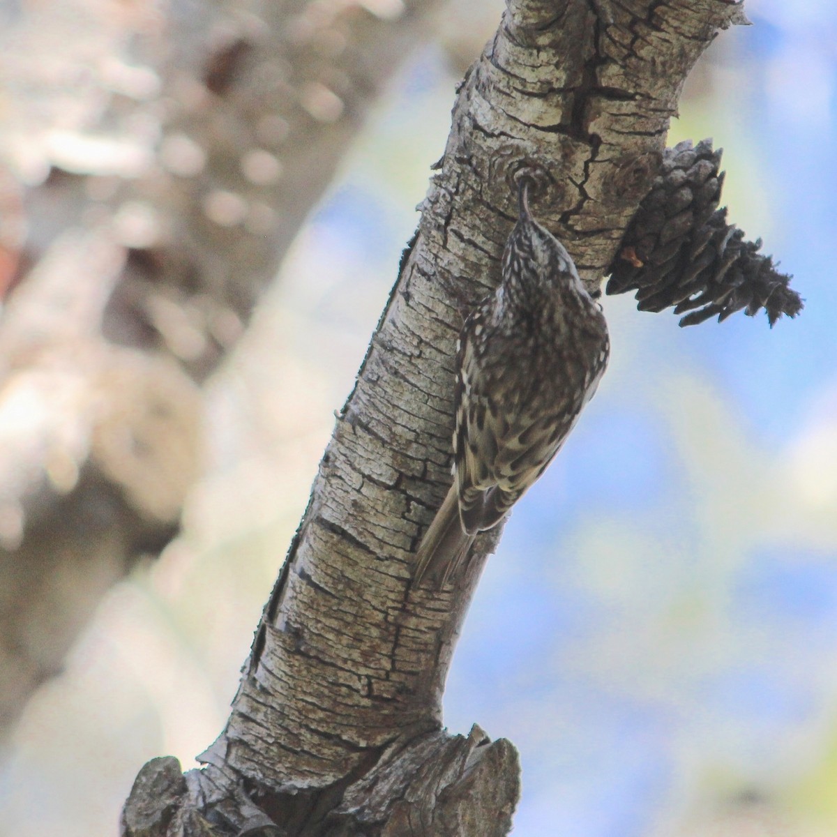 Brown Creeper - Anonymous