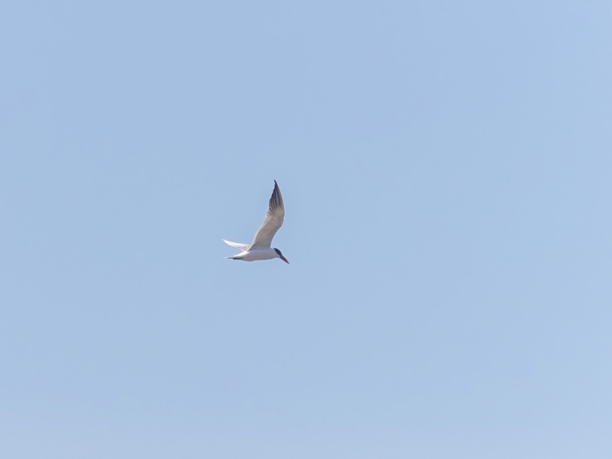 Caspian Tern - ML614167445