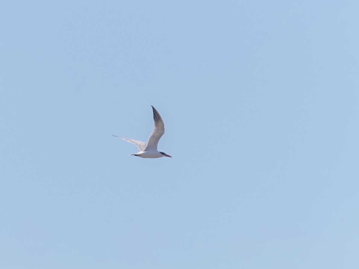 Caspian Tern - ML614167446