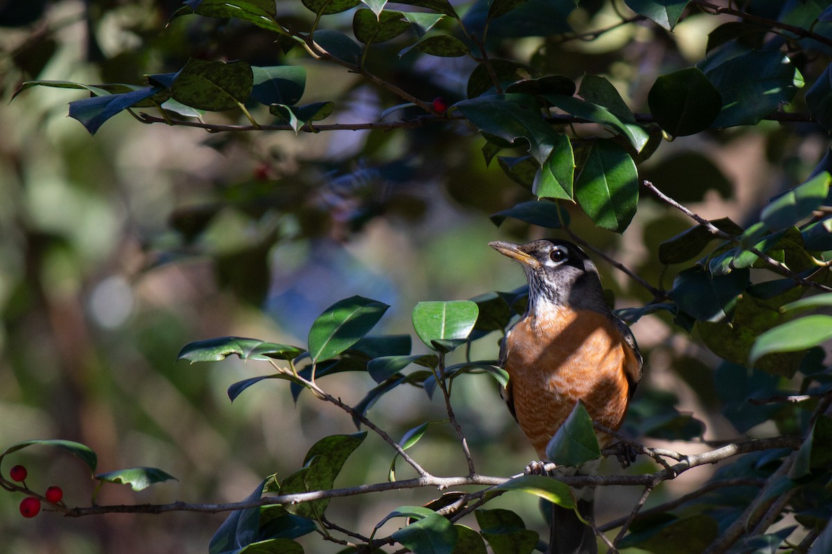 American Robin - ML614167495