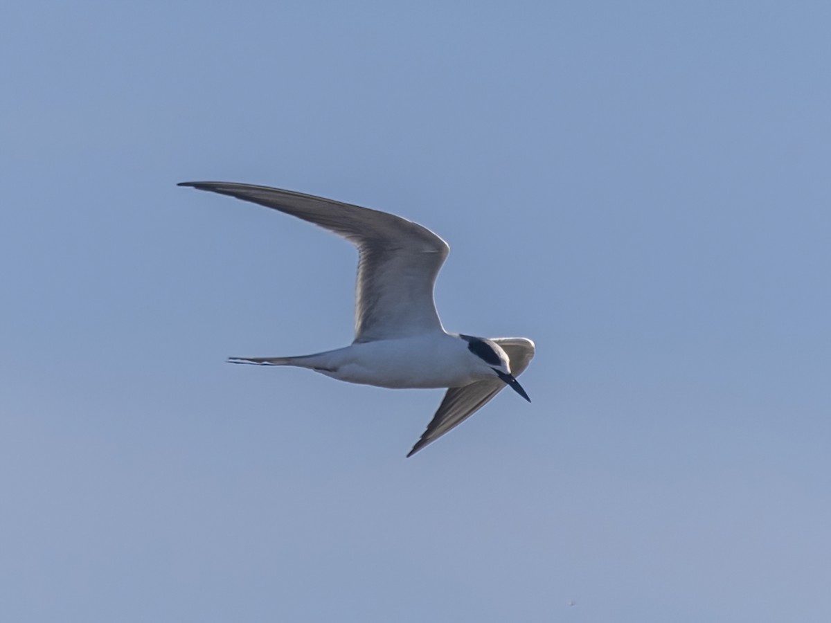 Forster's Tern - Bruce Aird