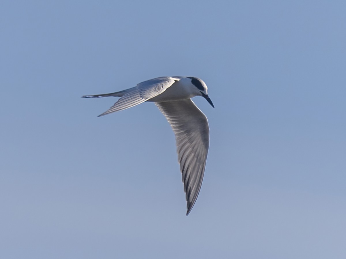 Forster's Tern - Bruce Aird