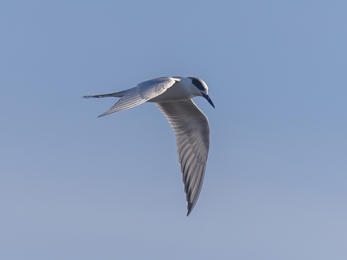 Forster's Tern - ML614167498