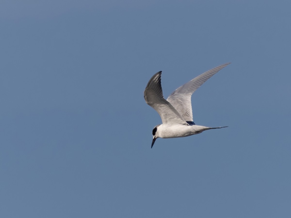 Forster's Tern - Bruce Aird