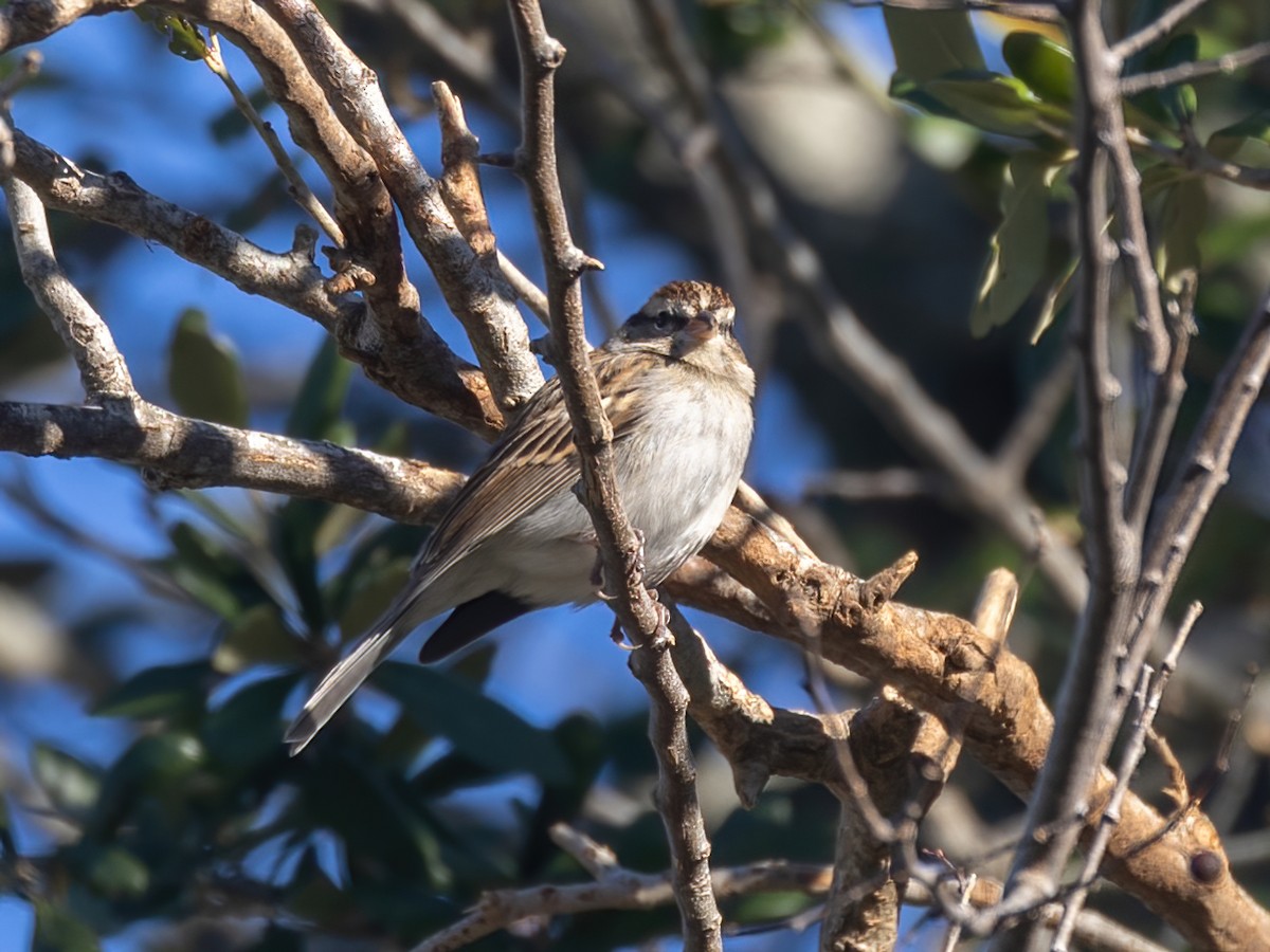 Chipping Sparrow - Bruce Aird