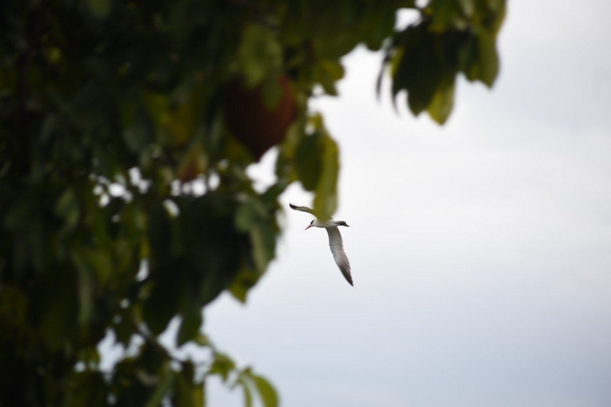 Caspian Tern - ML614167513