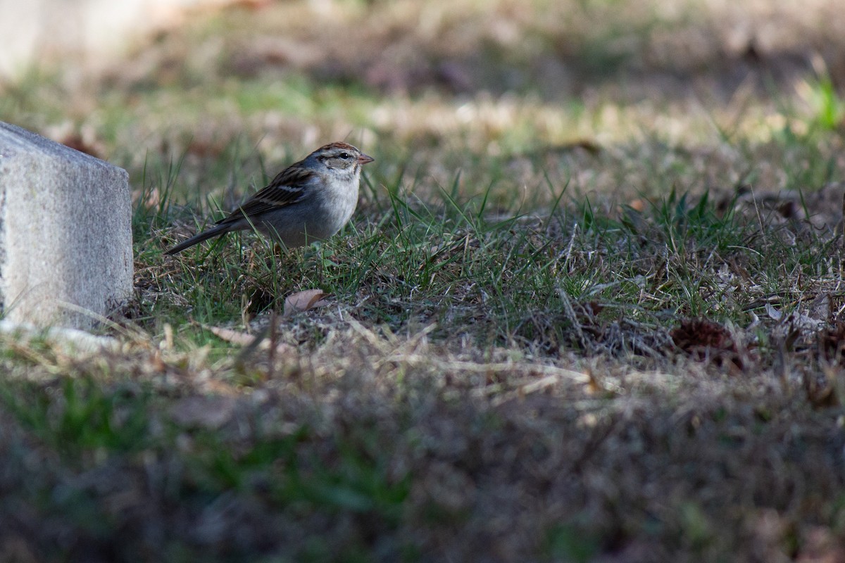Chipping Sparrow - ML614167514
