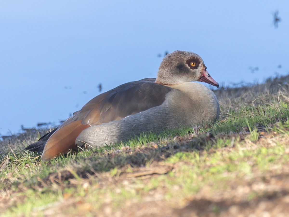 Egyptian Goose - Bruce Aird