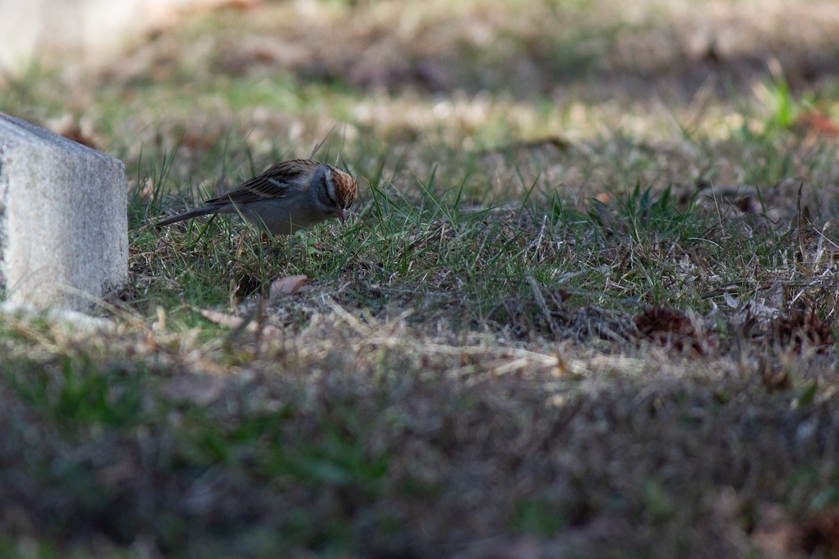 Chipping Sparrow - Will Shattuck