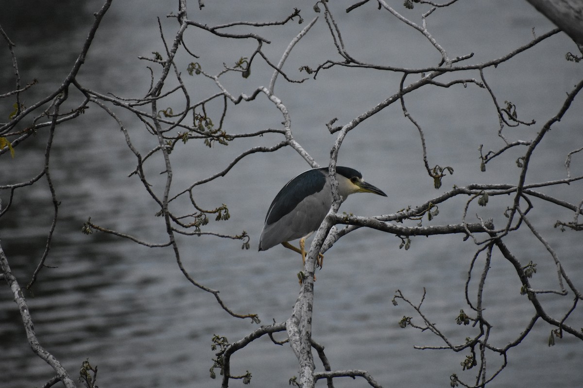 Black-crowned Night Heron - ML614167522