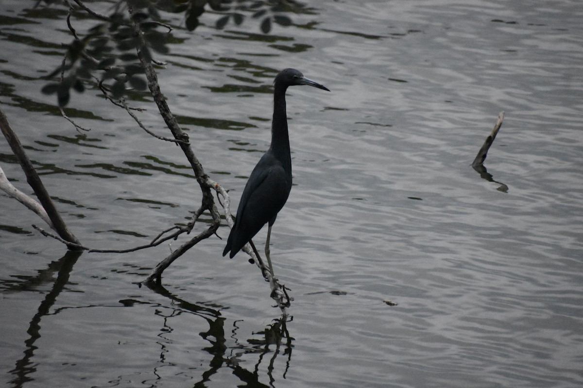 Little Blue Heron - ML614167551