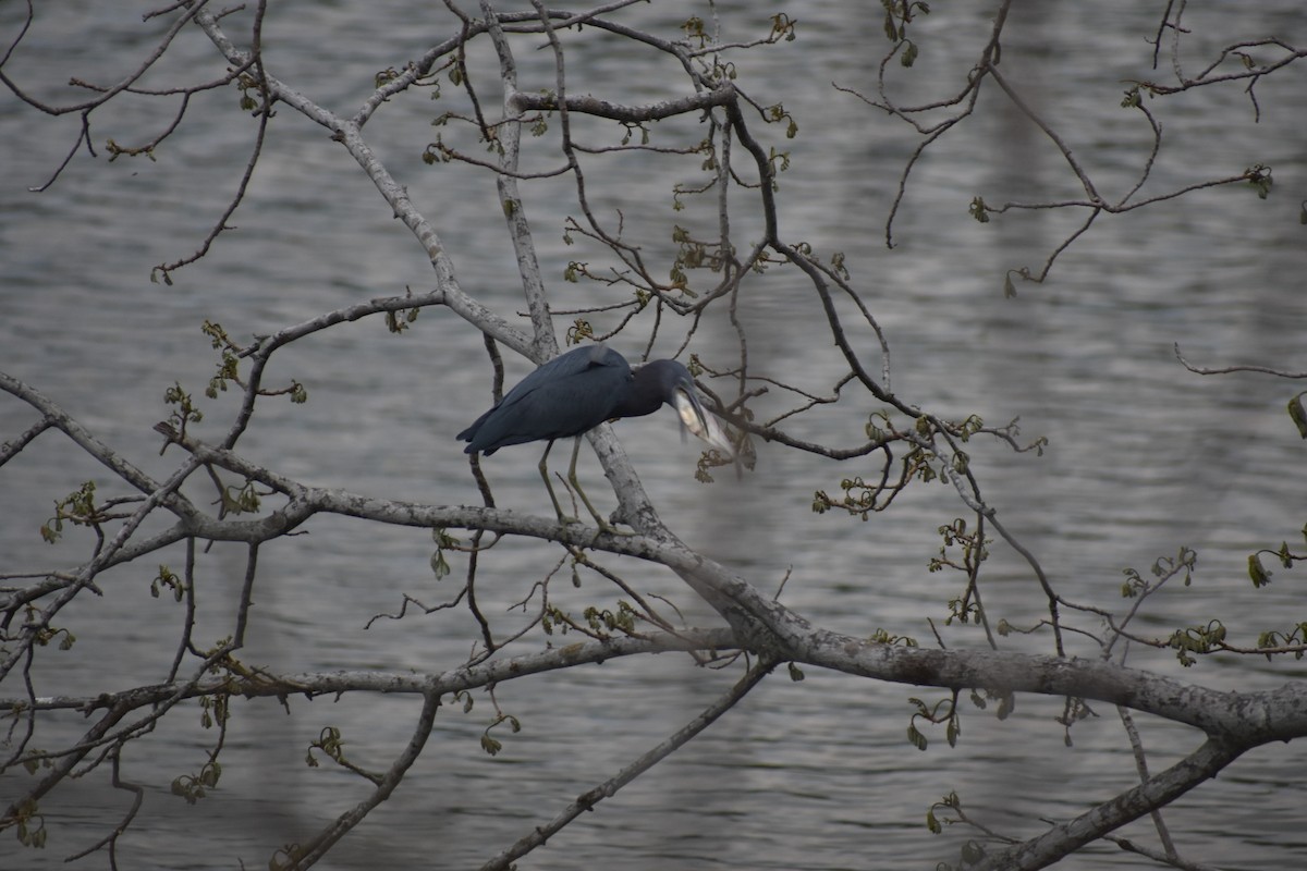 Little Blue Heron - ML614167553