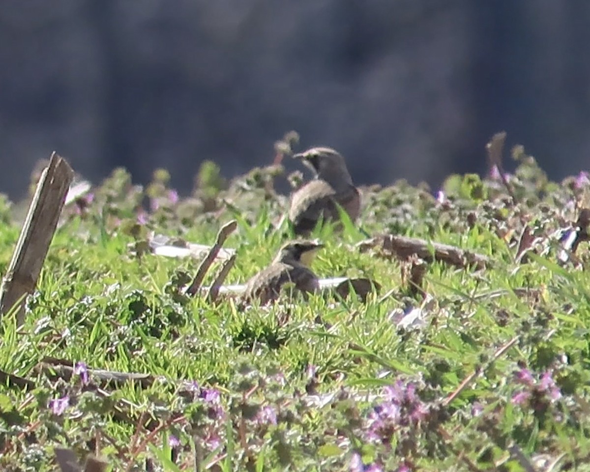 Horned Lark - Karen Hogan