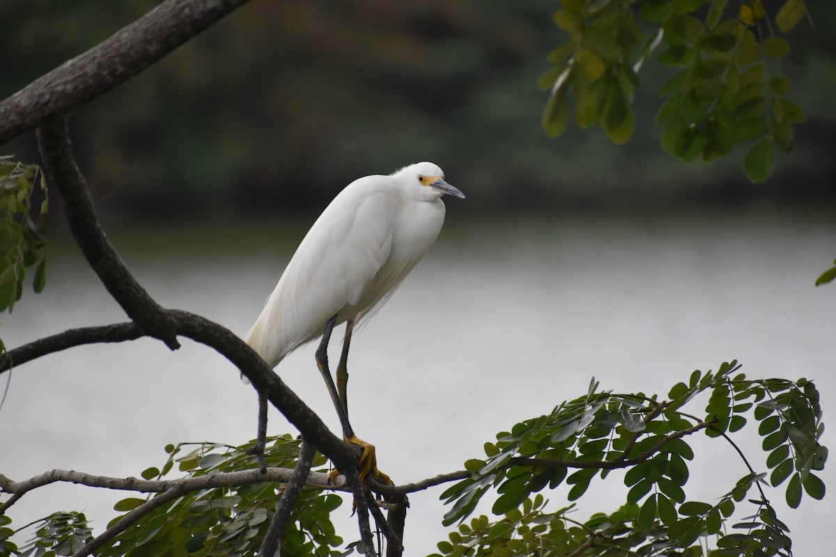 Snowy Egret - ML614167560