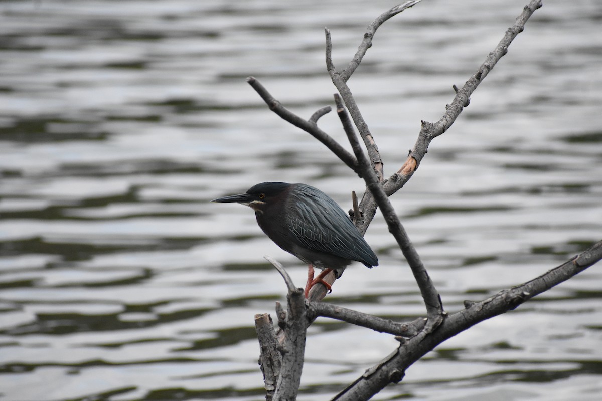 Green Heron - ML614167572