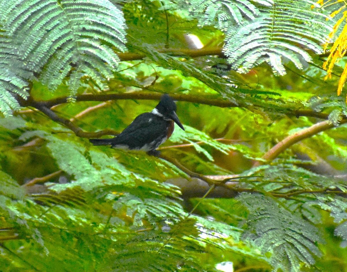 Amazon Kingfisher - ML614167614