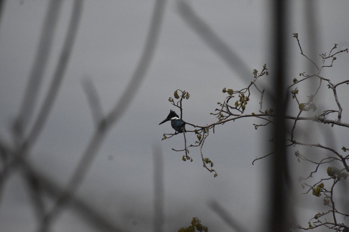 Amazon Kingfisher - ML614167616