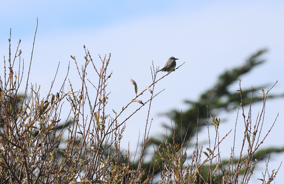 Tropical Kingbird - ML614167676