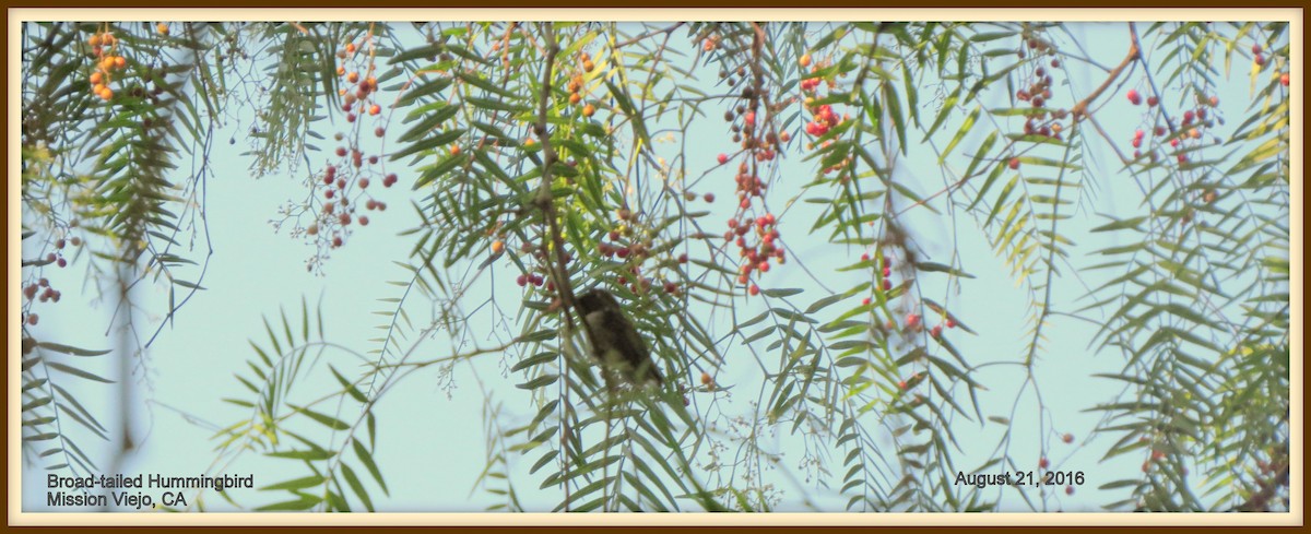 Broad-tailed Hummingbird - ML61416771