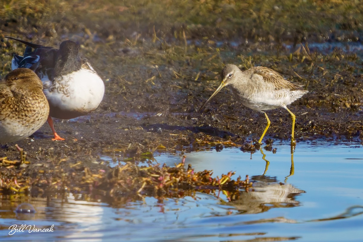 Long-billed Dowitcher - ML614167805