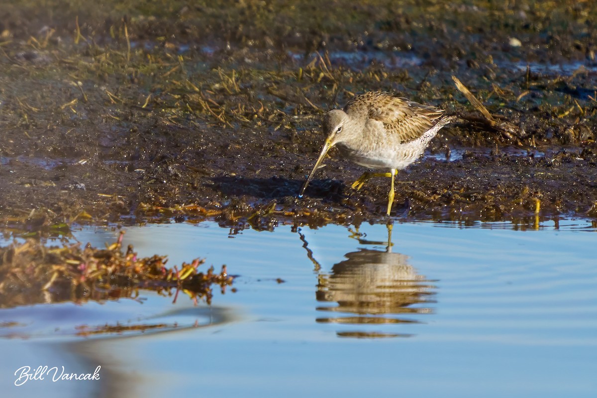 Long-billed Dowitcher - ML614167807