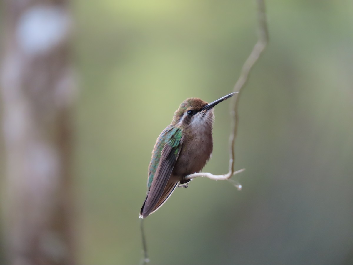 kolibřík Poortmanův - ML614167813
