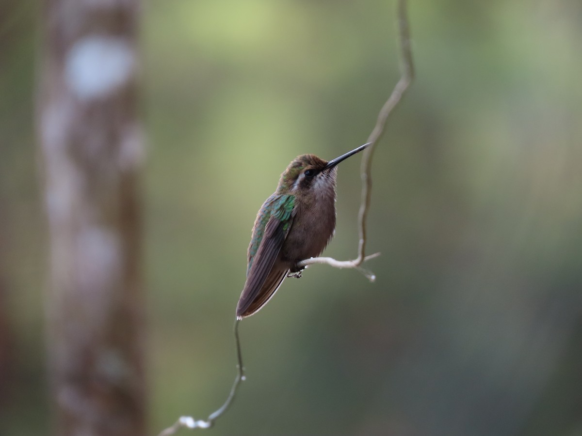 kolibřík Poortmanův - ML614167814