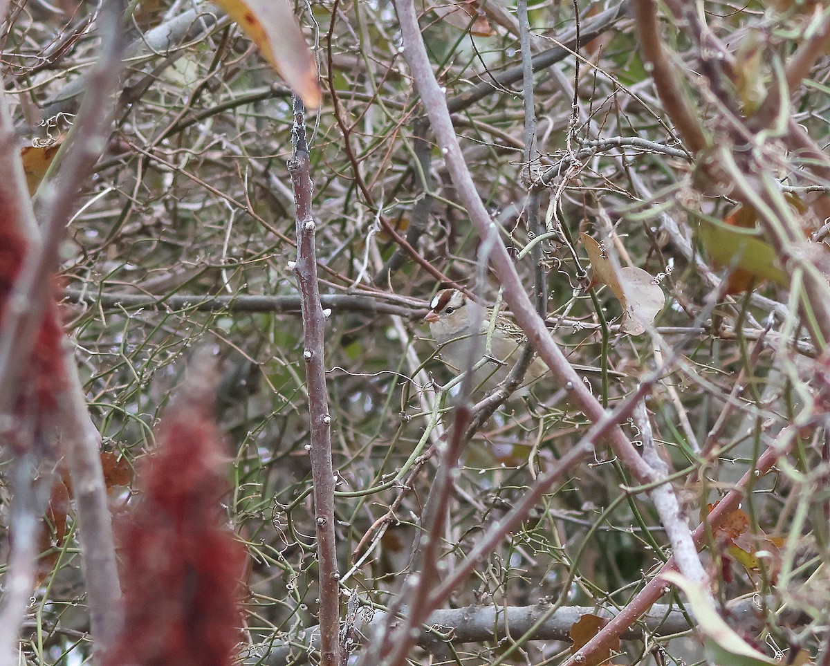 White-crowned Sparrow - ML614167843