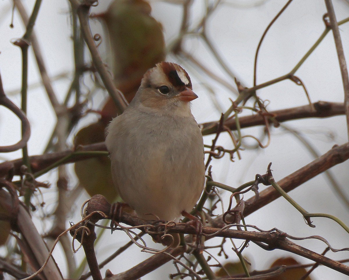 White-crowned Sparrow - ML614167860