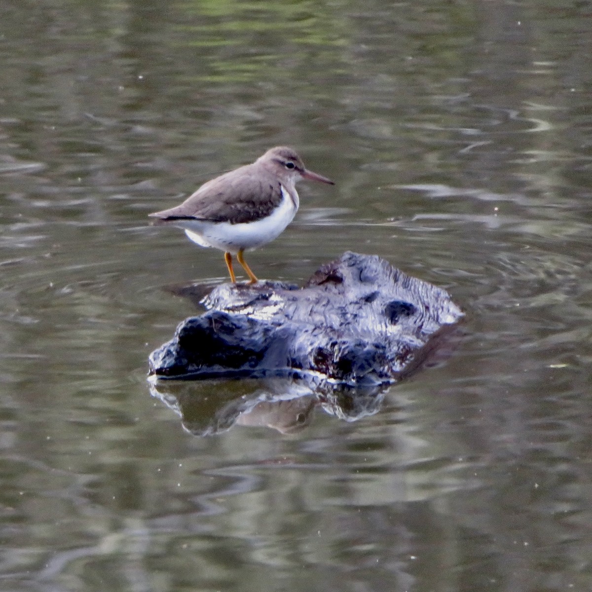 Spotted Sandpiper - ML614167870