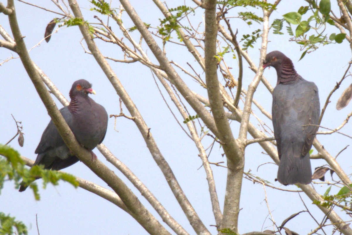 Scaly-naped Pigeon - ML614167881
