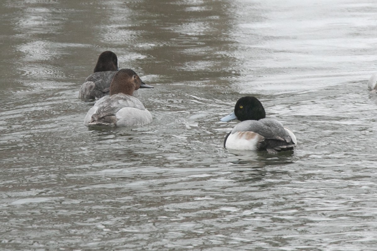Greater Scaup - ML614167895