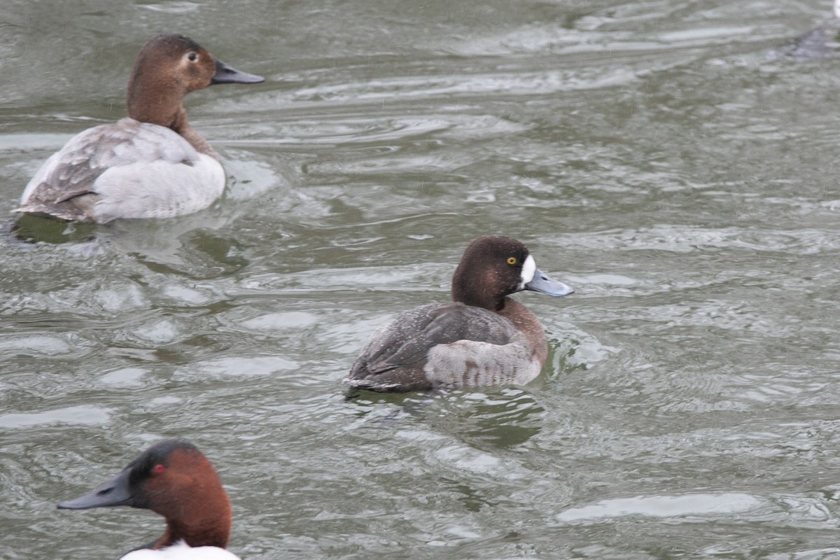 Greater Scaup - ML614167897